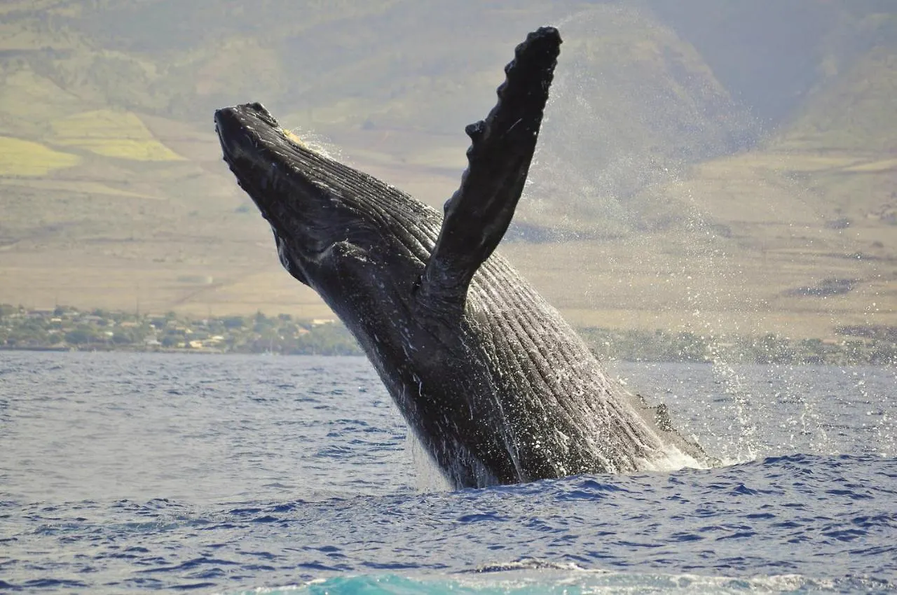 Valley Isle 601 Kahana United States